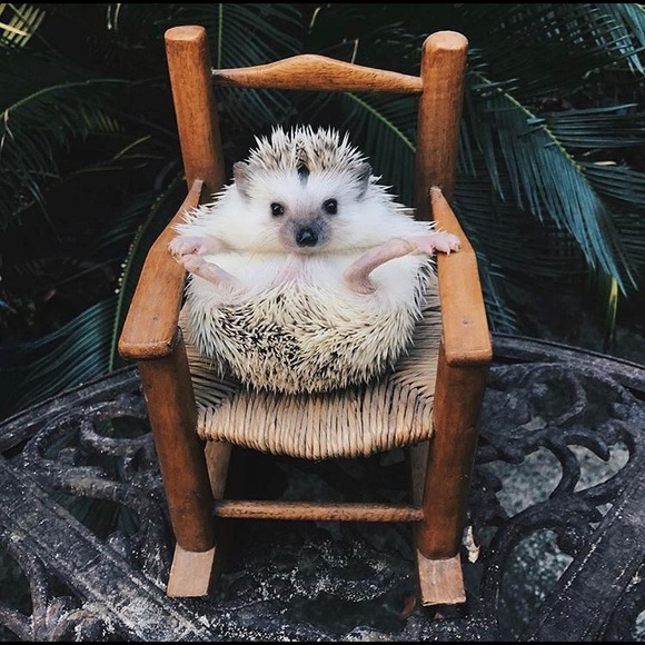 Meet your Posher, Cassandra - Picture 1 of 1